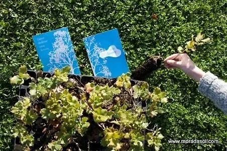 Morada Sol - In Hotel