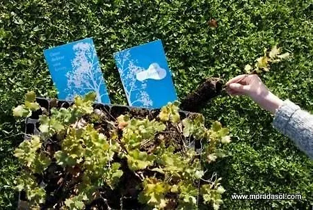 Morada Sol - In מלון